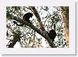 SelvaVerde - 143 * Howler monkey * Howler monkey